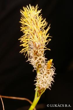 Carex caryophyllea Latourr. 3.Image