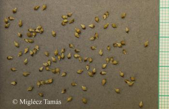 Carex caryophyllea Latourr. 4.Image