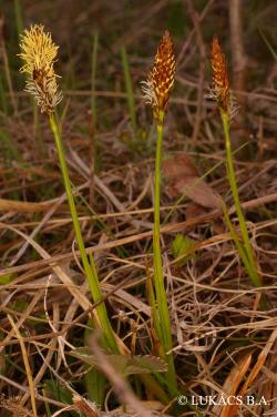 Carex caryophyllea Latourr. 2.Image