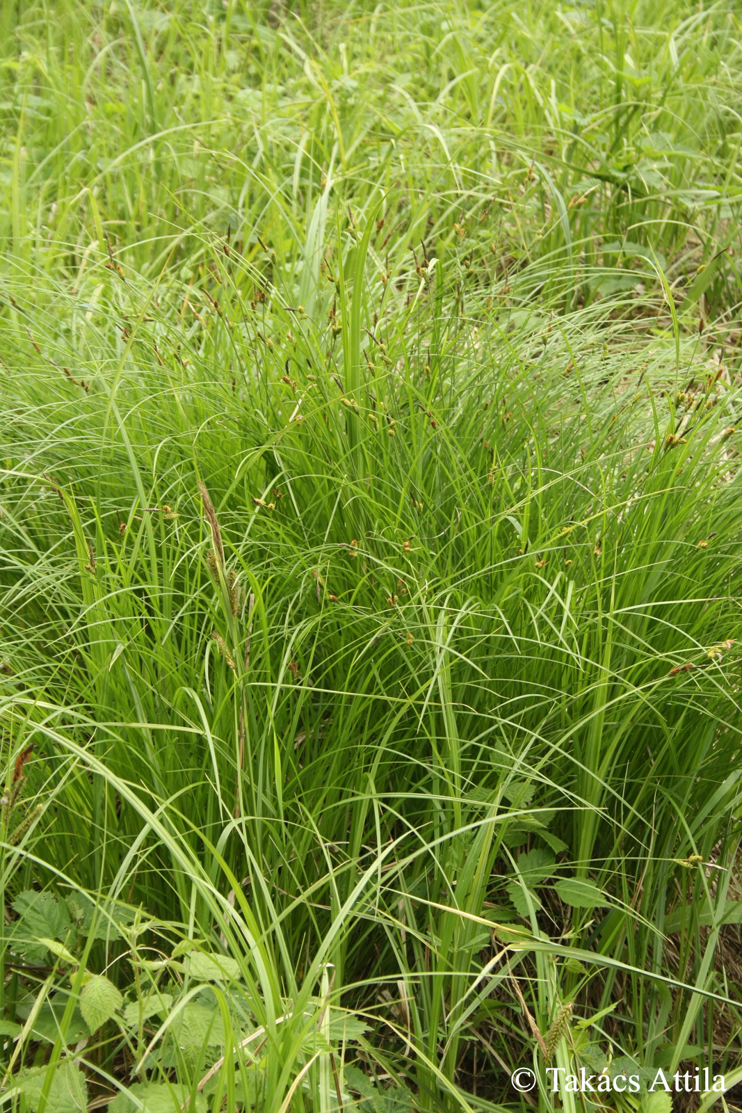 Carex cespitosa L.
