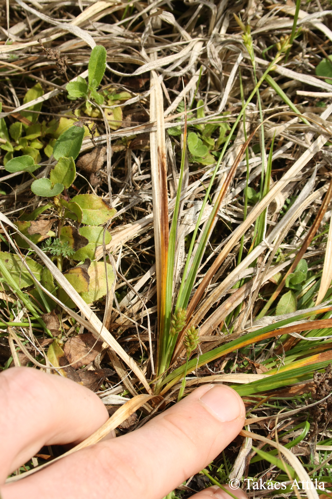 Carex depressa Link subsp. transsilvanica (Schur) T.V. Egorova