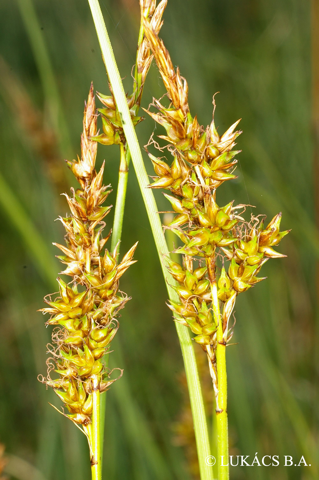 Carex diandra Schrank