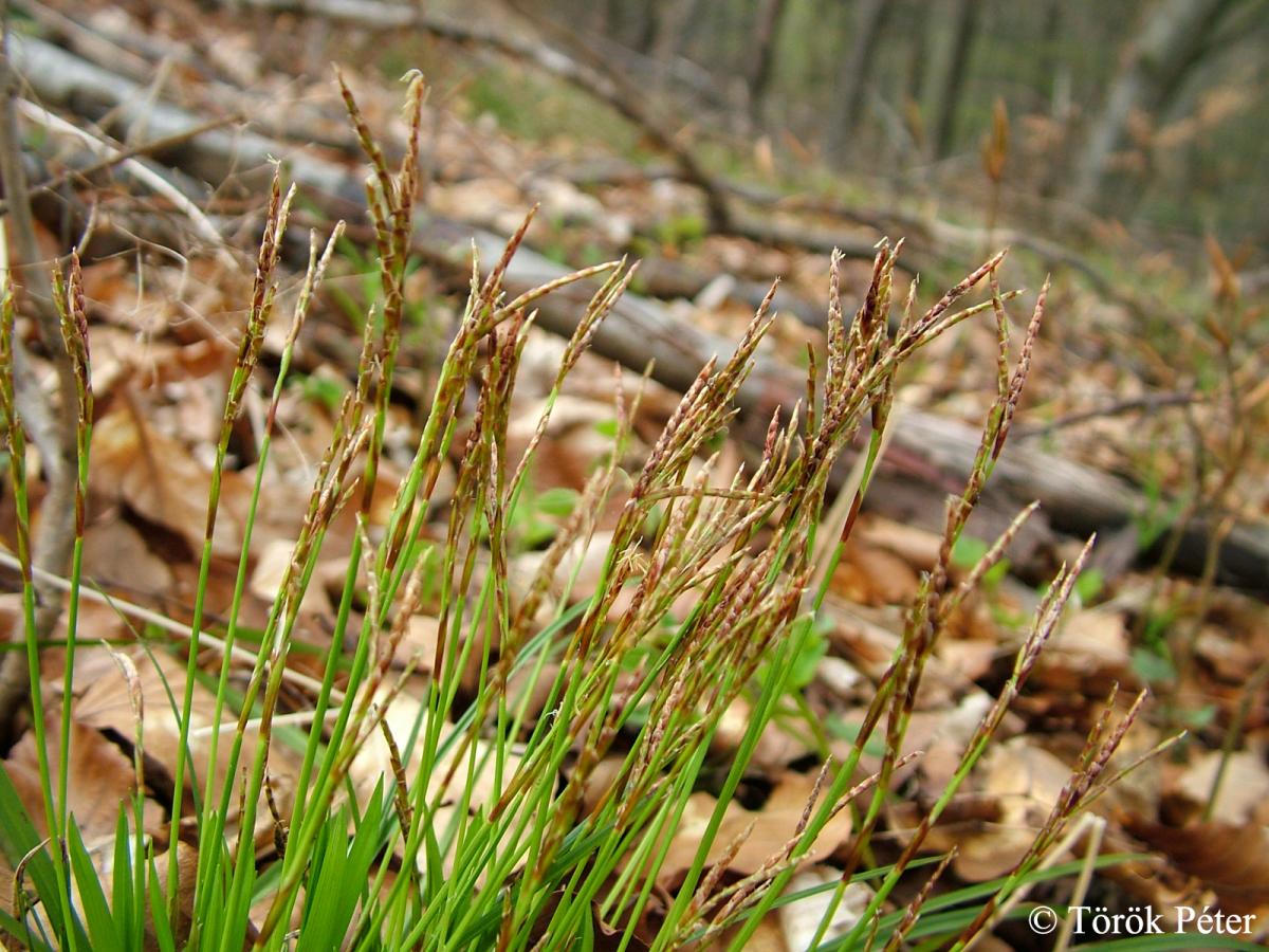 Carex digitata L.