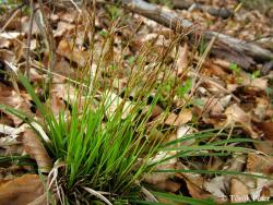 Carex digitata L. 2.Image