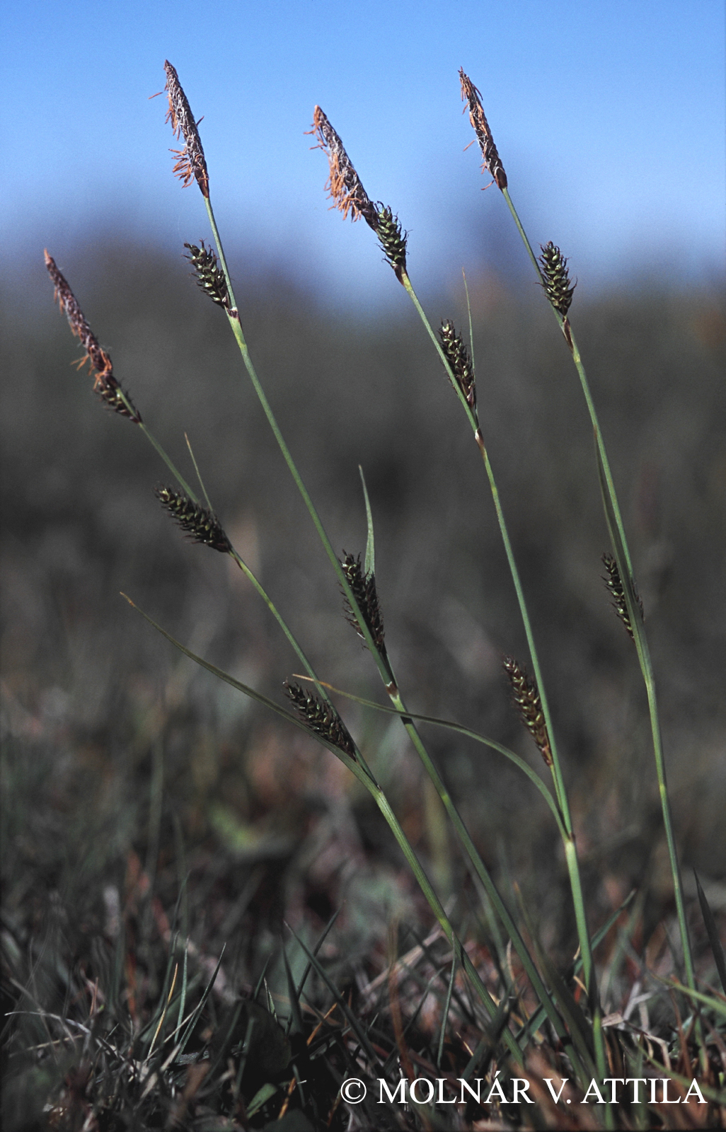 Carex distans L.