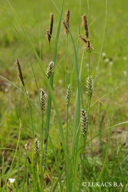 Carex distans L. 2.Image