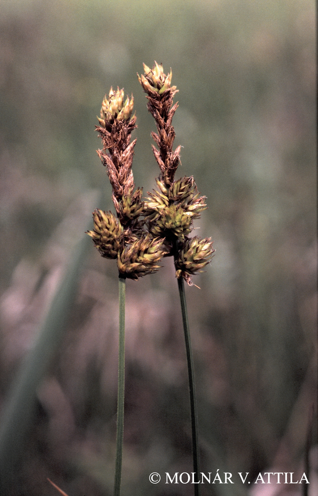 Carex disticha Huds.