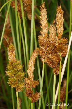 Carex disticha Huds. 3.Image