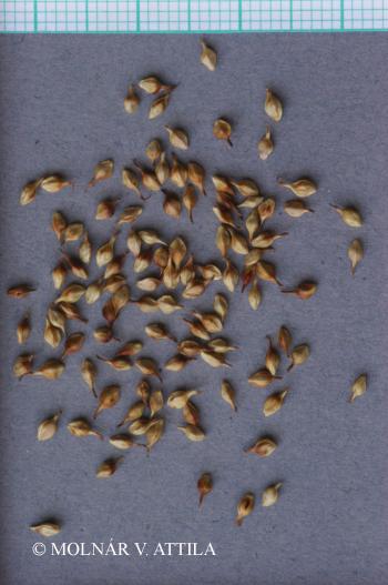 Carex disticha Huds. 4.Image