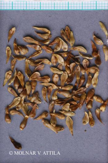 Carex disticha Huds. 5.Image