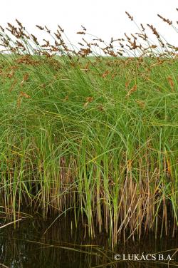 Carex disticha Huds. 2.Image