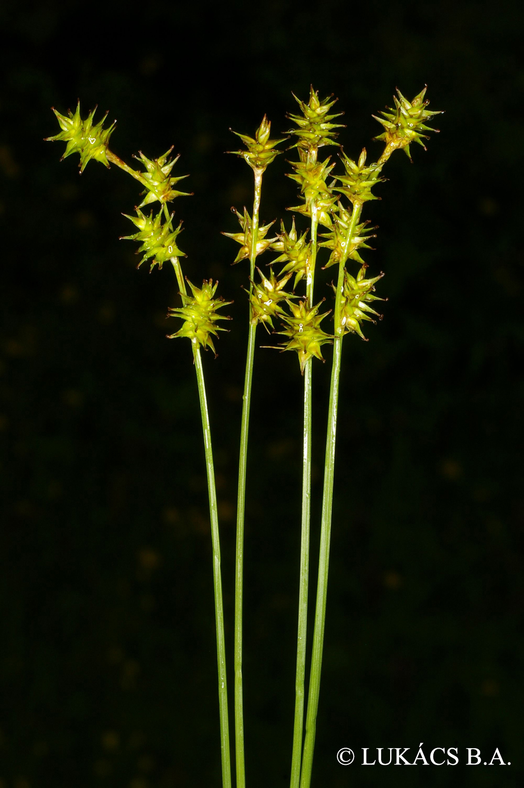 Carex echinata Murray