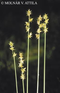 Carex echinata Murray 2.Image