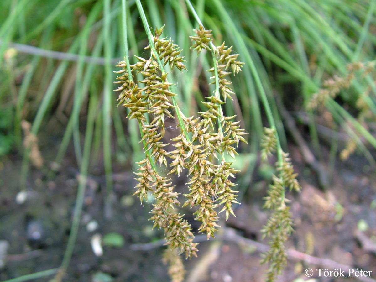 Carex elongata L.