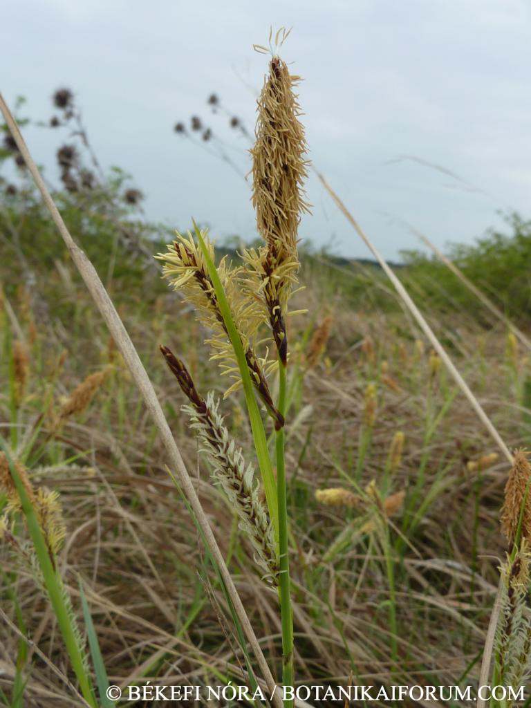 Carex flacca Schreb.