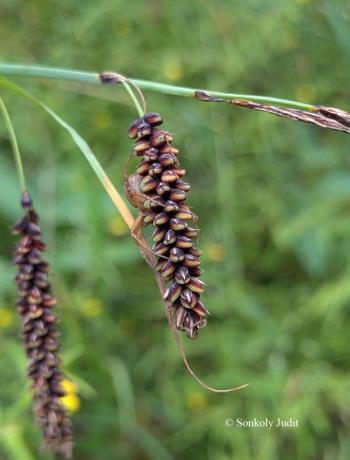 Carex flacca Schreb. 3.Kép