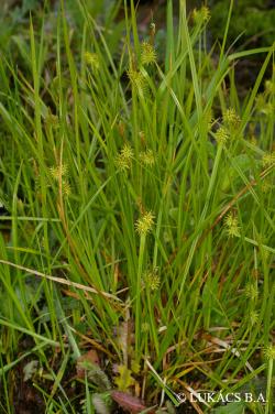 Carex flava agg. 2.Image