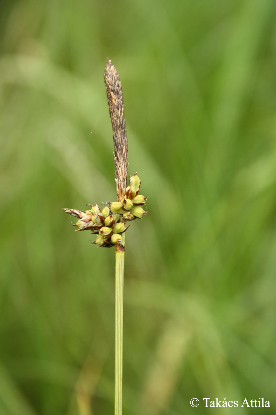 Carex fritschii Waisb.