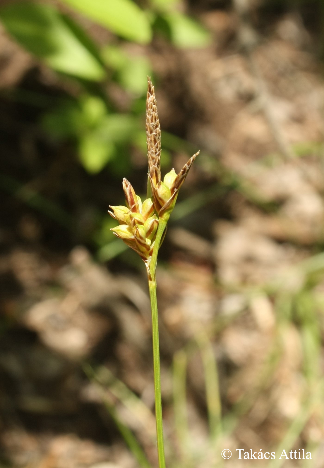 Carex halleriana Asso