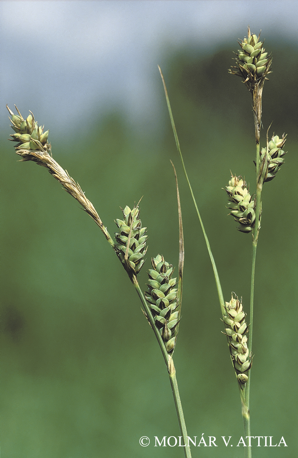 Carex hartmanii Cajander