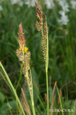 Carex hartmanii Cajander 3.Image