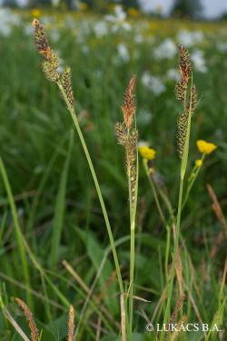 Carex hartmanii Cajander 2.Image