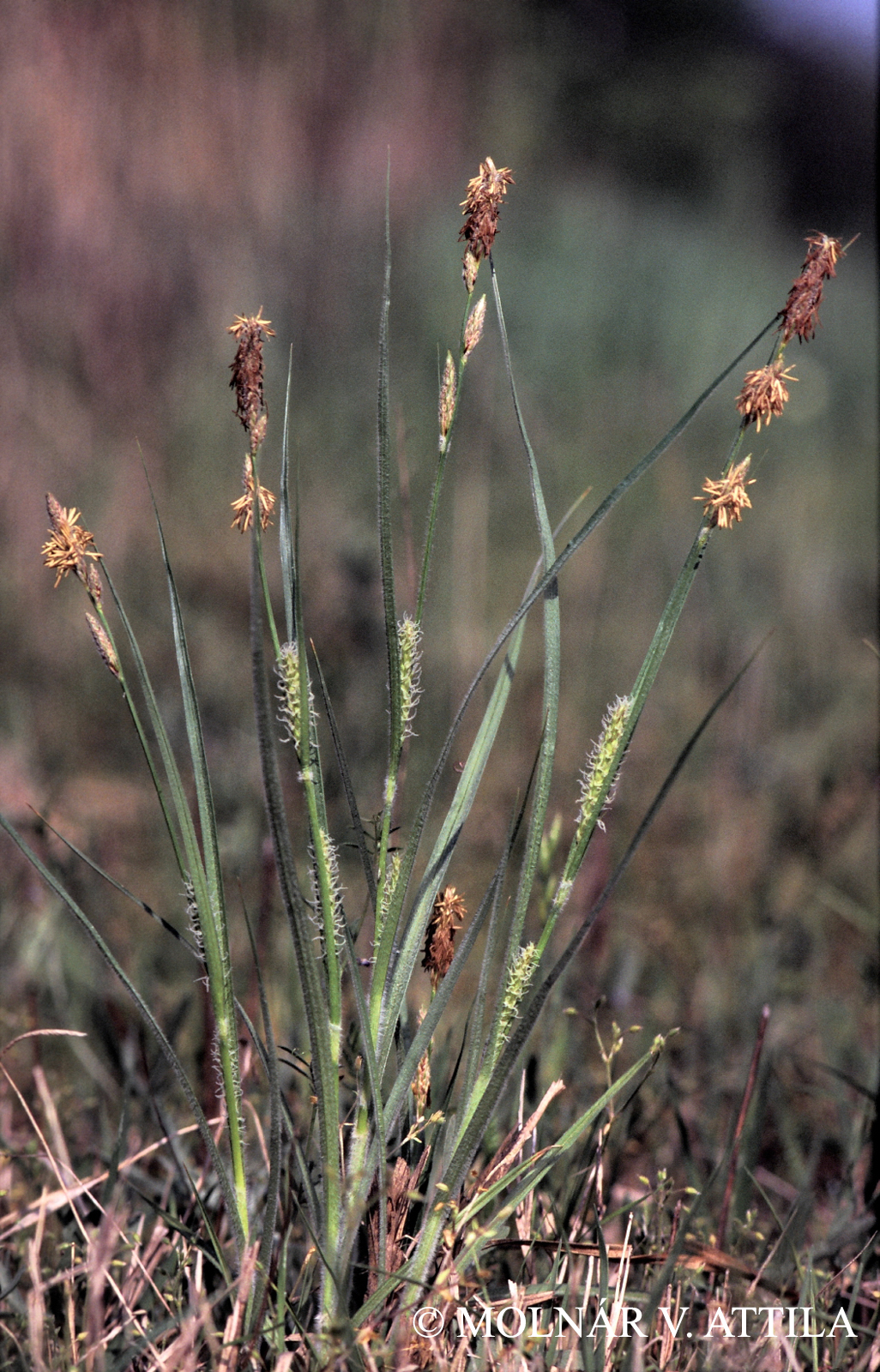 Carex hirta L.