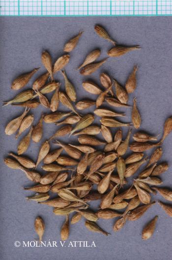 Carex hirta L. 2.Image