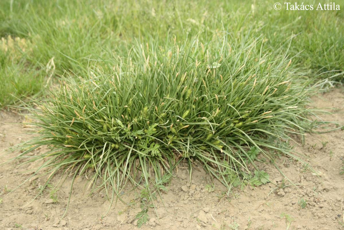 Carex hordeistichos Vill.