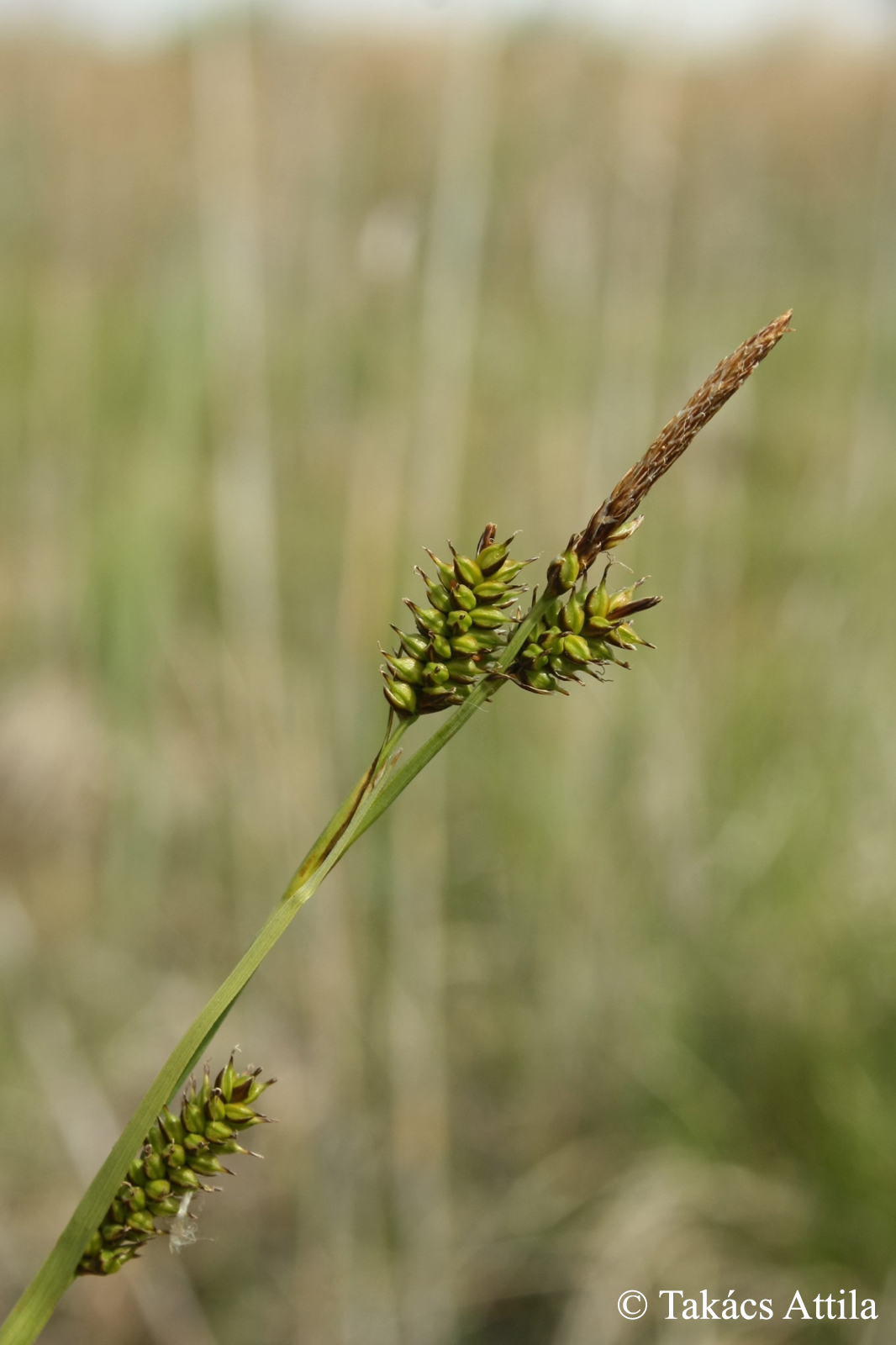 Carex hostiana DC.