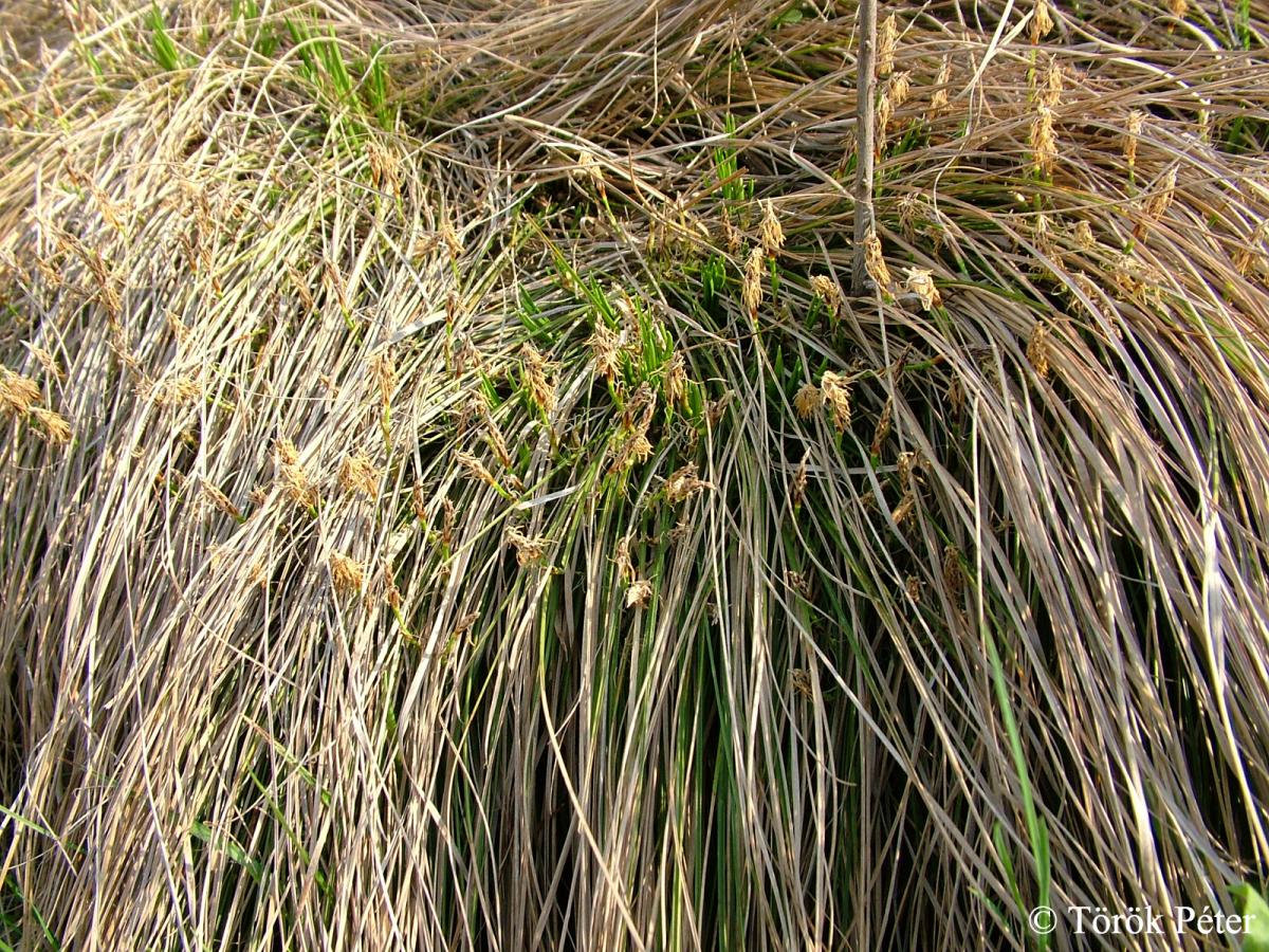 Carex humilis Leyss.