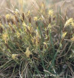 Carex humilis Leyss. 3.Image