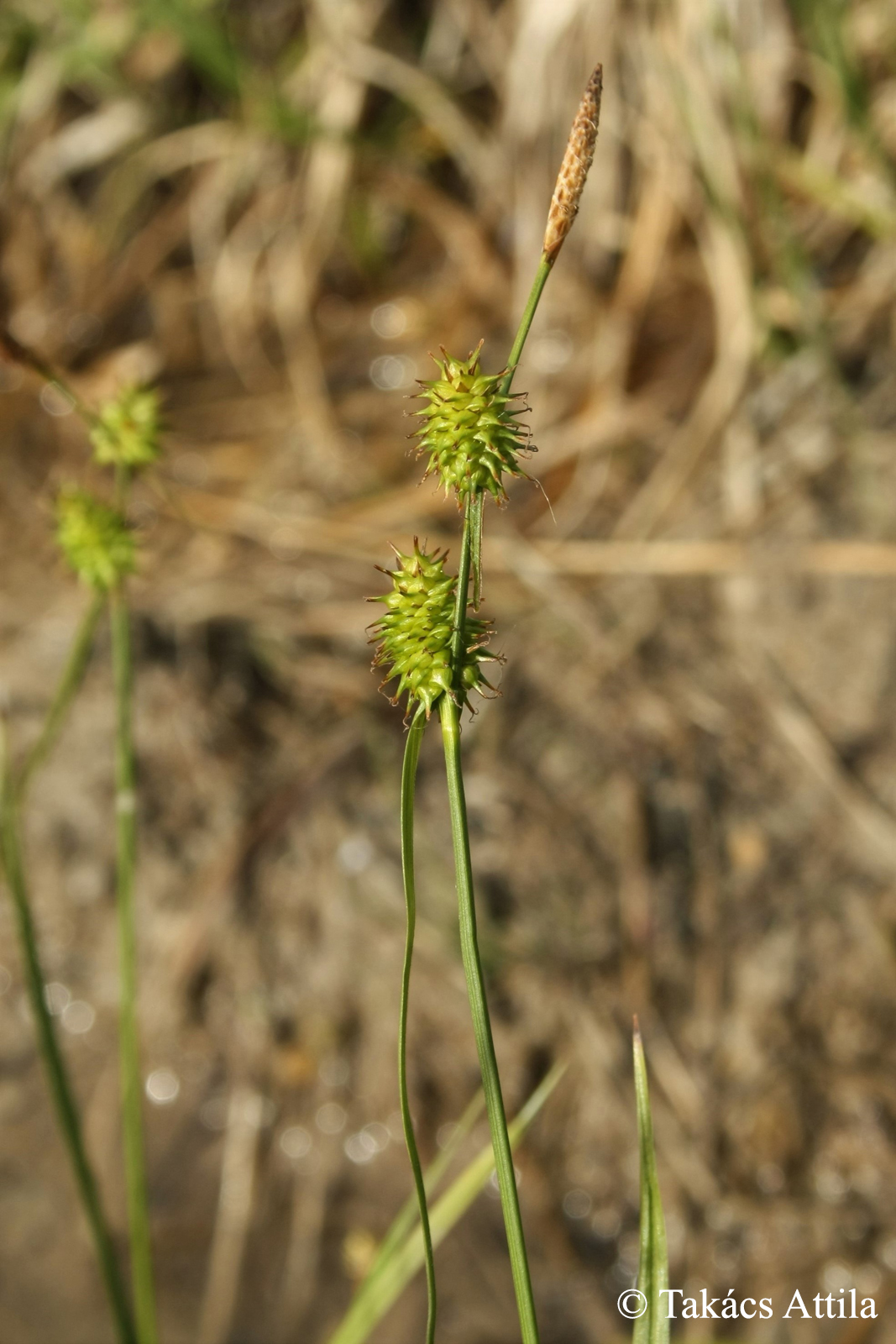 Carex lepidocarpa Tausch