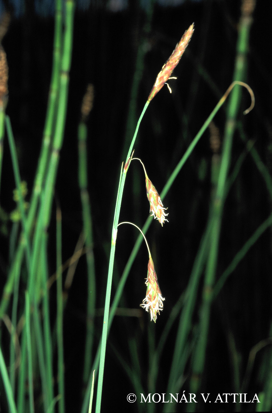 Carex limosa L.