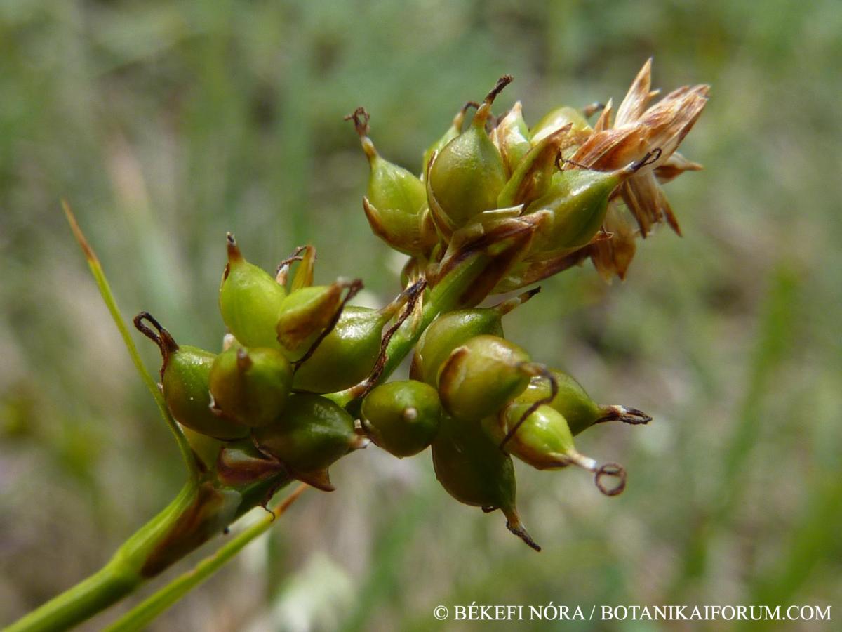 Carex liparicarpos Gaudin