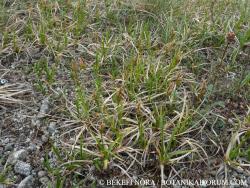 Carex liparicarpos Gaudin 2.Image