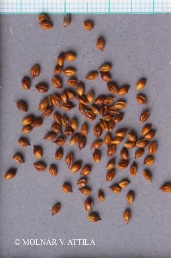 Carex liparicarpos Gaudin 3.Image