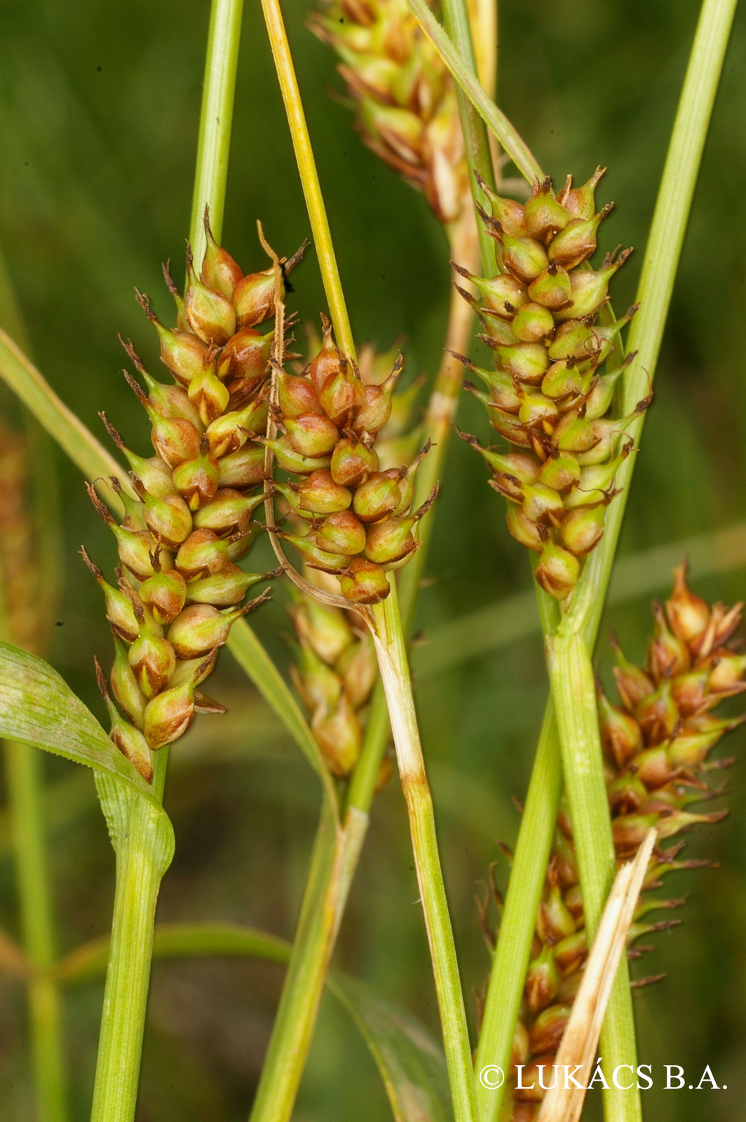 Carex melanostachya M. Bieb. ex Willd.