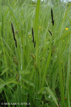 Carex melanostachya M. Bieb. ex Willd. 2.Image