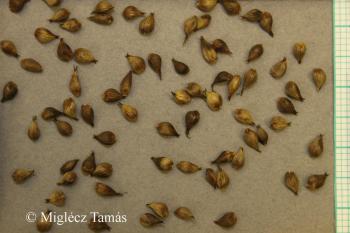 Carex melanostachya M. Bieb. ex Willd. 3.Image