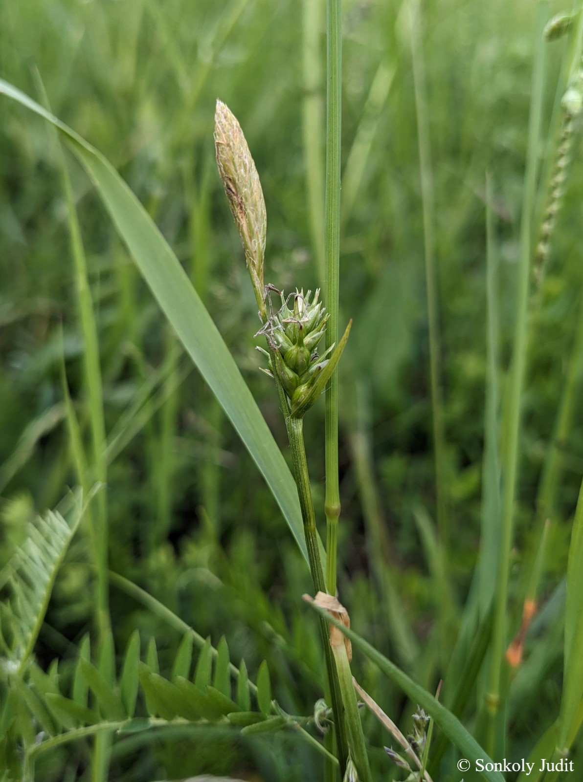 Carex michelii Host