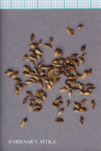 Carex montana L. 3.Image