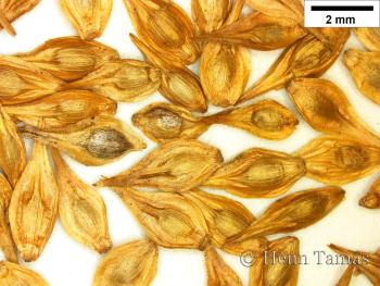 Carex montana L. 2.Image