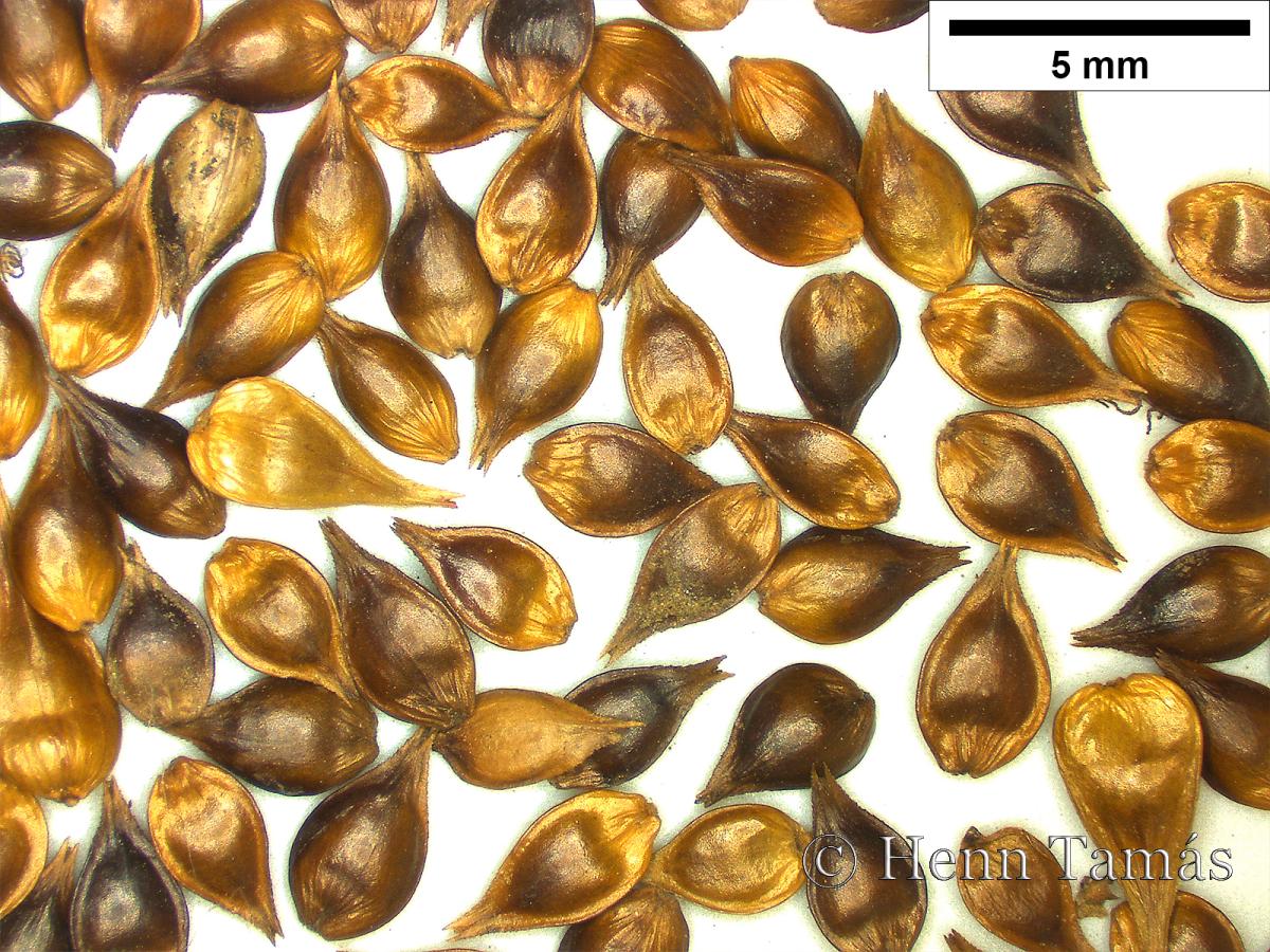 Carex muricata agg.
