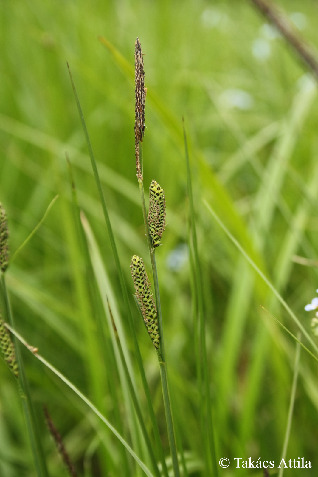 Carex nigra (L.) Reichard