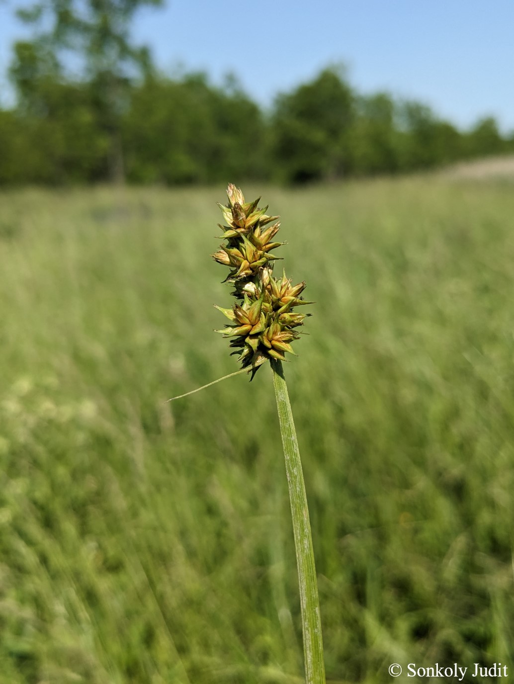 Carex otrubae Podp.