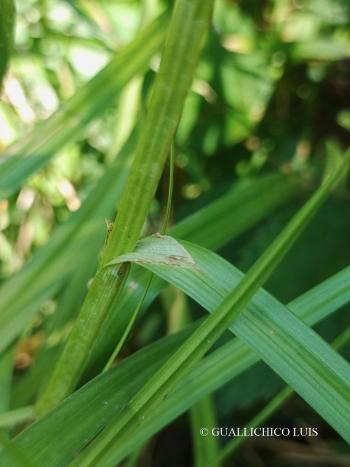 Carex otrubae Podp. 2.Kép