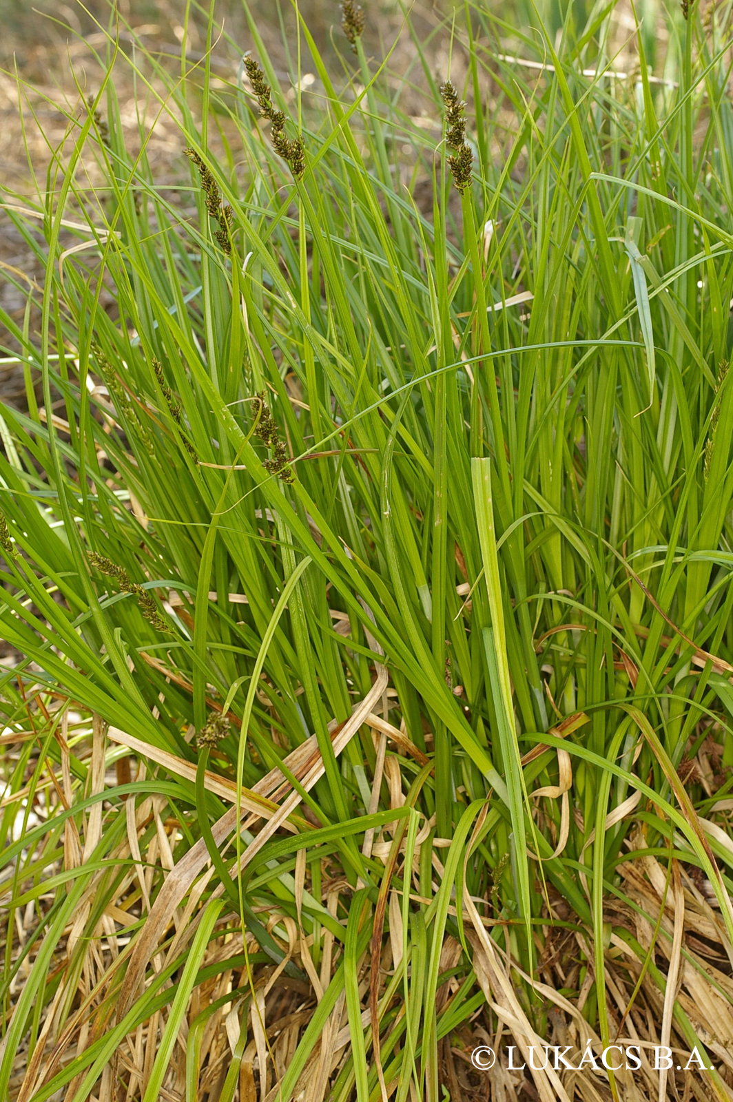 Carex pairaei F.W. Schultz