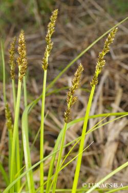 Carex pairaei F.W. Schultz 2.Image