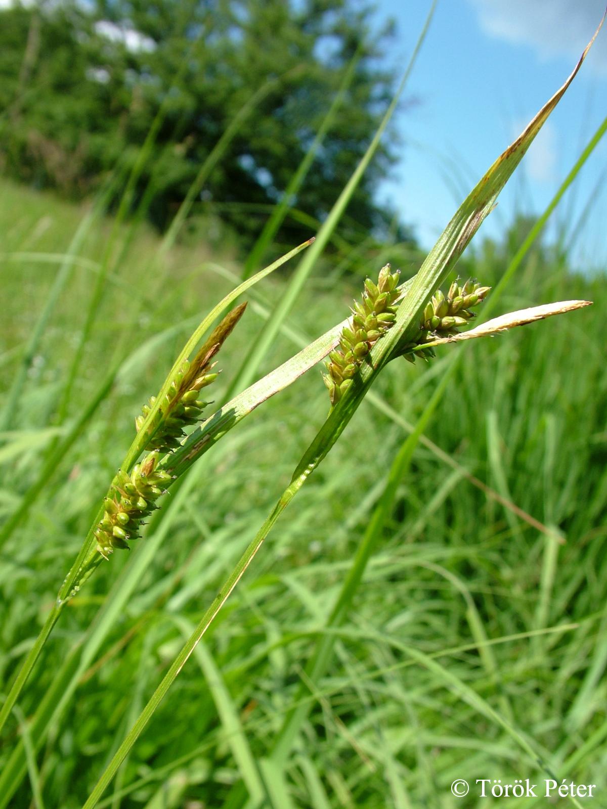 Carex pallescens L.